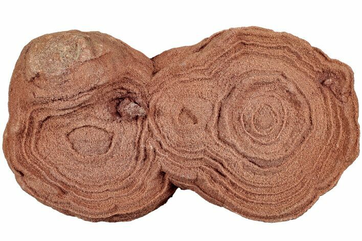 Flower-Like Sandstone Concretion - Pseudo Stromatolite #237886